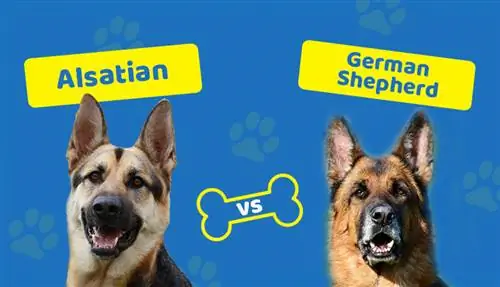 Elsässer vs. Deutscher Schäferhund: Was ist der Unterschied?