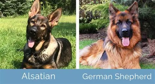 Alsatian vs German Shepherd magkatabi