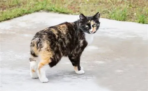 kucing manx berdiri di luar ruangan