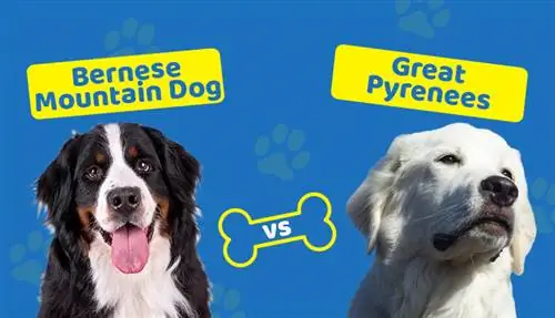 Bernese Mountain Dog vs. Great Pyrenees: Ipinaliwanag ang Mga Pagkakaiba (May Mga Larawan)