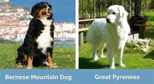 Bernese Mountain Dog vs Great Pyrenees magkatabi