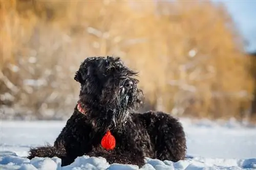 Swart-Russiese-Terrier_Shutterstock_Livanich