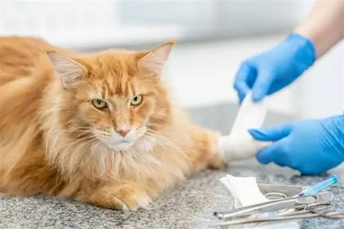 Gato Maine Coon com a pata enfaixada