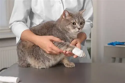 Veterinario che tiene un simpatico gatto dritto scozzese con bendaggio