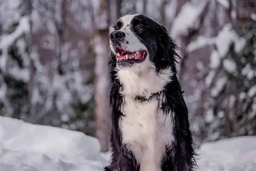 Berniefie (Bernese Mountain Newfoundland Mix): Bilder, info, & Care Guide