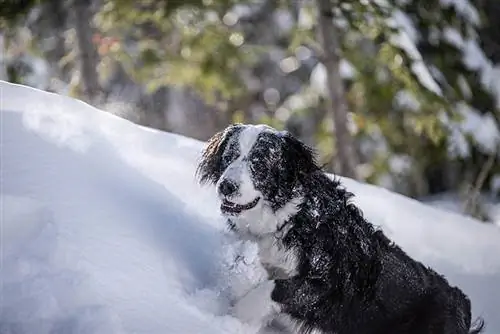 Newfoundland Bernese mix