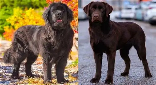 Lab Newfie Mix: Slike, informacije, vodič za njegu & Više