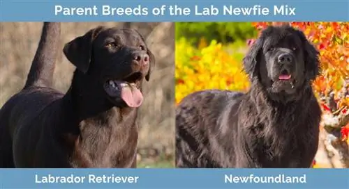 Μητρικές φυλές του Lab Newfie Mix