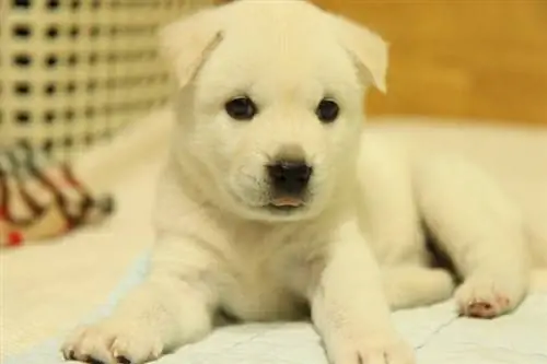 cachorro jindo coreano