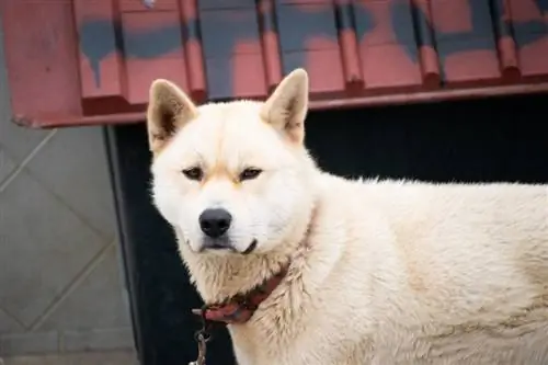 jindo