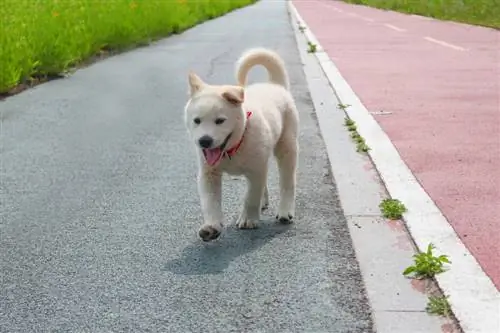 Jindo yavrusu