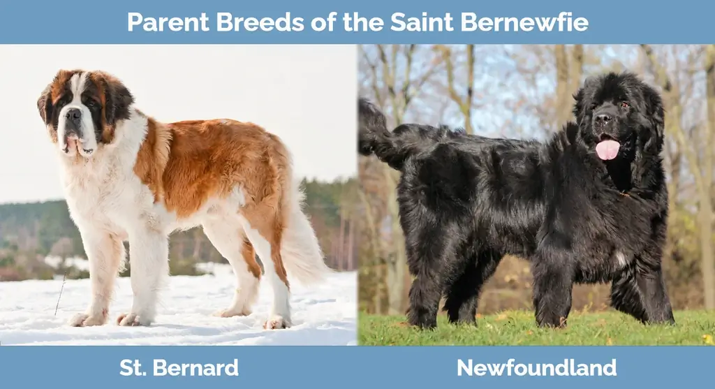 Genitori di Saint Bernewfie