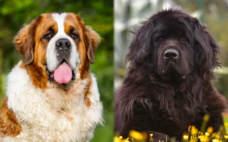 Saint Bernewfie (St Bernard Newfoundland Mix): Obrázky, Péče, Temperament, & Vlastnosti