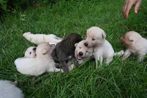 Anjing anjing Jindo Korea sedang nongkrong satu sama lain di halaman