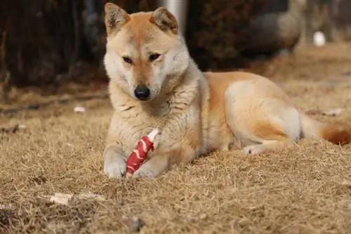 Câinele Jindo coreean