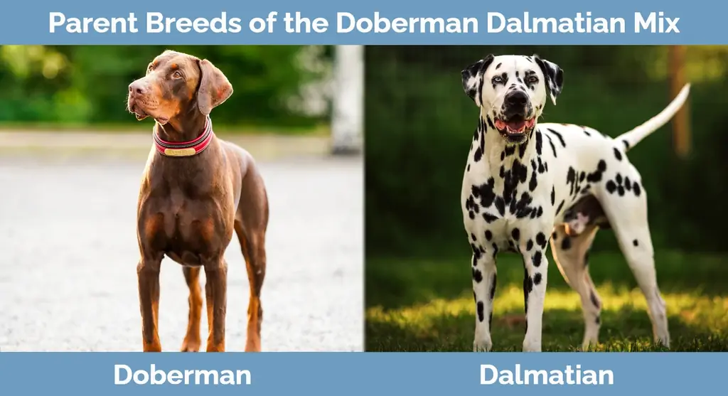 Doberman Dalmatian Mix-ის მშობელი ჯიშები