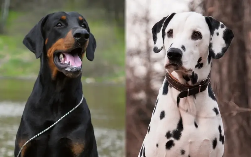 Dobermano dalmatijos mišrainė: nuotraukos, priežiūros vadovas, temperamentas & bruožai