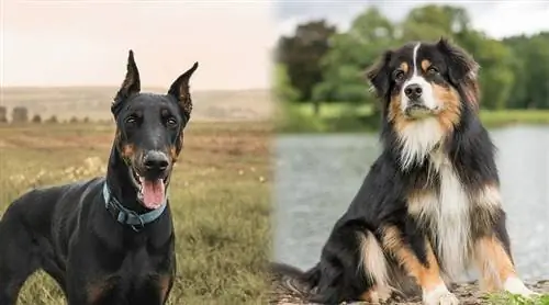 Përzierje e bariut australian të dobermanit (doberalisht): Informacion, fotografi, karakteristika & Fakte