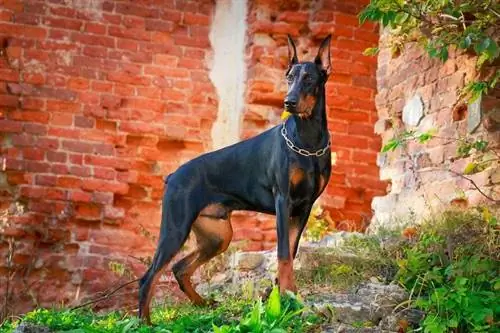 12 raca të përziera Doberman (me foto)