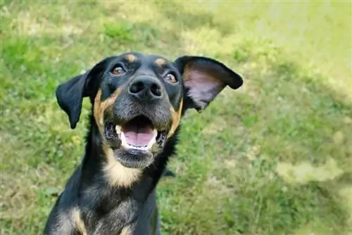 beagleman doberman beagle mix happy dog