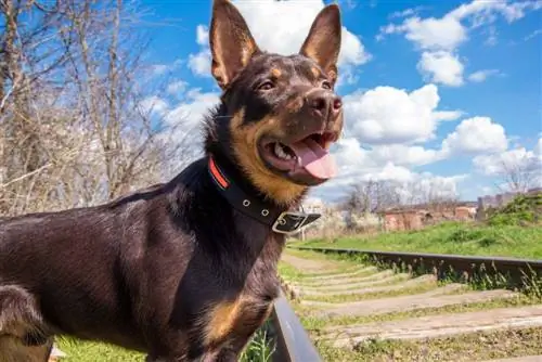 Doberman Australian Shepherd