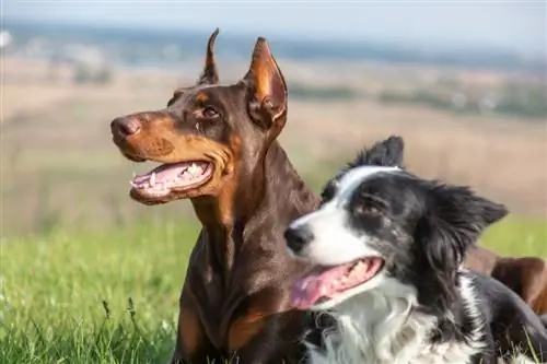 dobermaņu kollijs