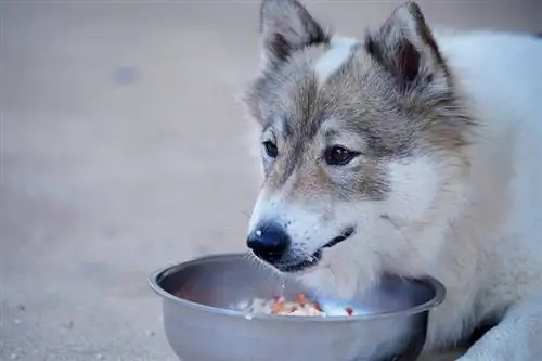 chien allongé et se nourrissant d'un bol avec du riz cuit_KPhrom_shutterstock