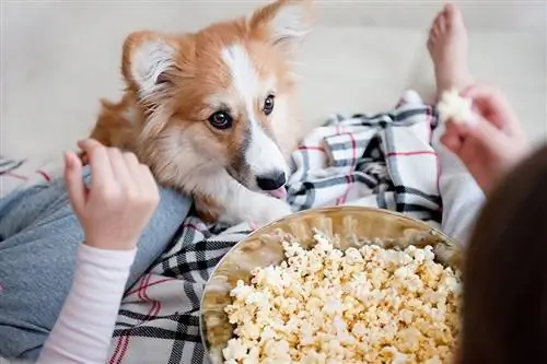 Corgi vraagt om popcorn