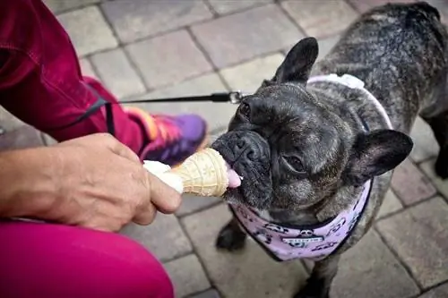 Frenchie mangeant de la glace