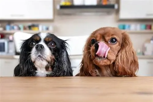 twee hongerige cavalier king charles spaniël achter de tafel