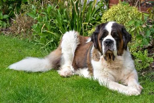 st. anjing bernard berehat di rumput