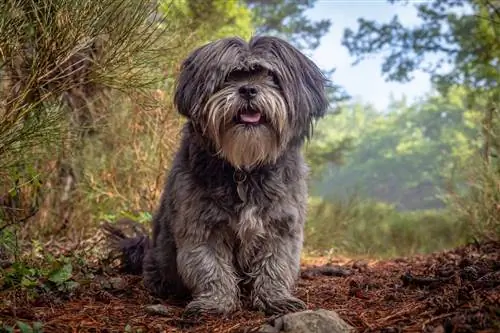 Bluu_Kijivu Shih Tzu