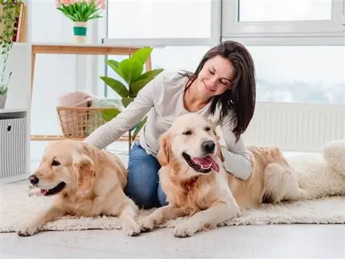 Golden Retriever-Hunde liegen auf dem Boden