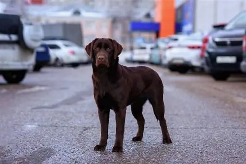 pes čokoládový labradorský retriever na parkovisku