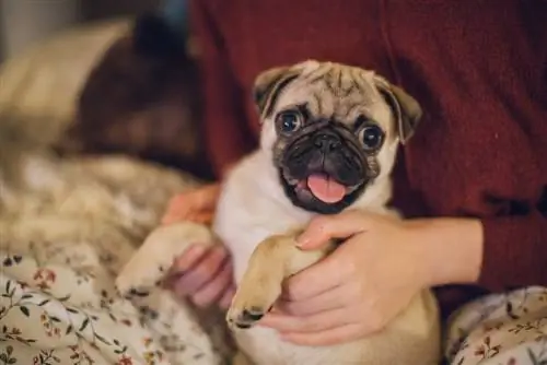 Furaha pug puppy juu ya paja