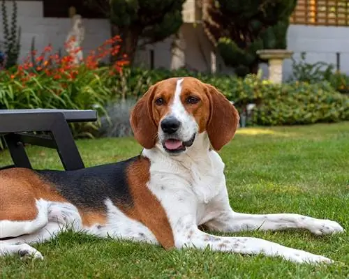 Kerry Beagle-hund lægger sig