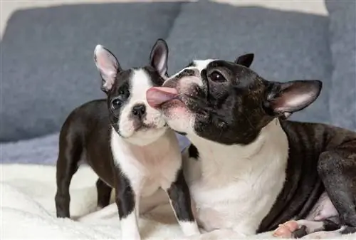 Boston Terrier und Welpe