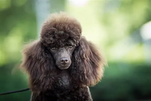 Café au Lait Poodle