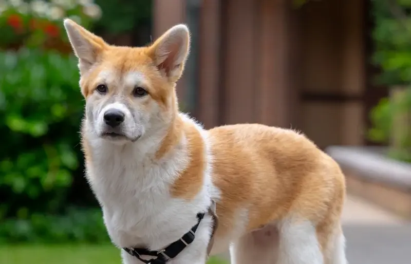 Jindo Corgi Mischlingshund steht auf Felsen