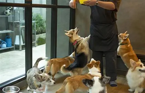 Anjing corgi Welsh yang lucu dan lapar menunggu makanan dari pengasuh anjing di kafe anjing