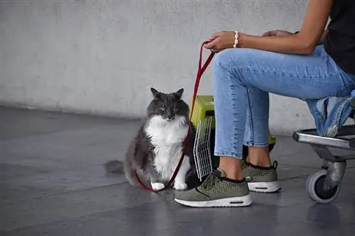 gatto al guinzaglio seduto in aeroporto con il proprietario