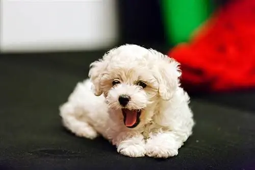 teacup bichon frize ቡችላ