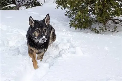 Tjekkisk schæferhund i sneen