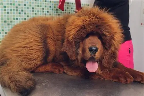 groomer tørrer håret af tibetansk mastiff hund