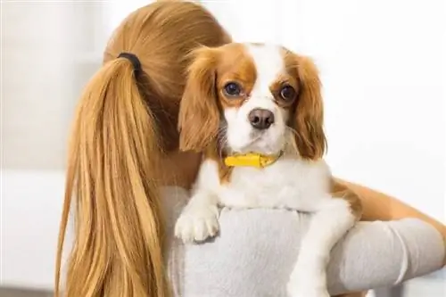 cavalier king charles spaniel în mâinile proprietarului său