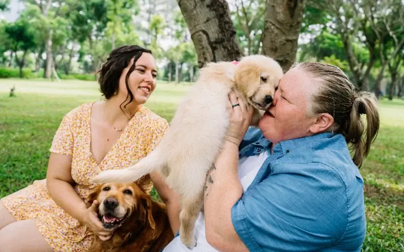 iki golden retriever köpeği olan iki kişi