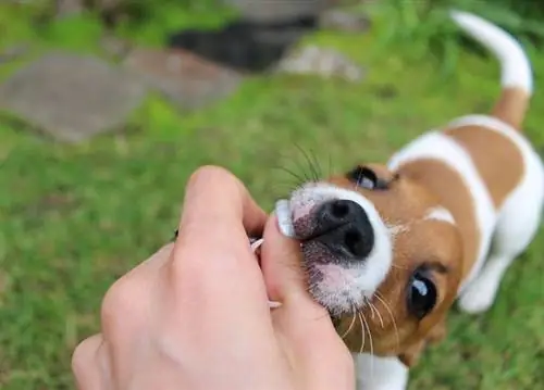 Proč štěňata koušou: 8 důvodů & Jak s tím přestat