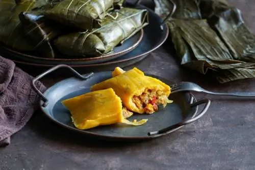 Cachorro pode comer tamales? O que a ciência diz