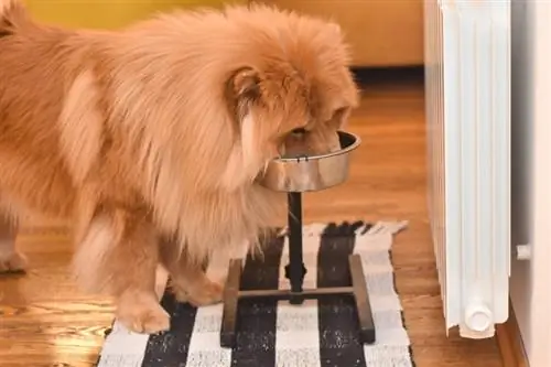 chow-chow hond aan het eten