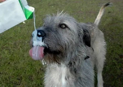 Mogu li psi piti mlijeko? Rizici, činjenice & Sigurnosni vodič